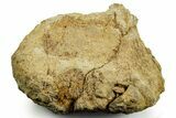 Dinosaur (Triceratops) Bone Section - Montana #366582-1